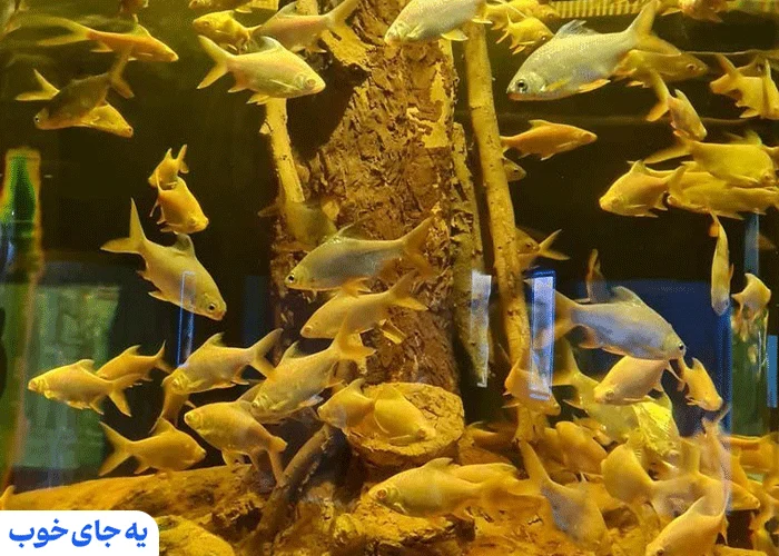 ماهی سیلور دلار